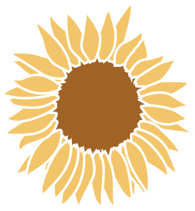 Sunflower illustration — the Fibonacci spiral in nature